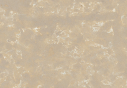 Northern Gray Thumbnail